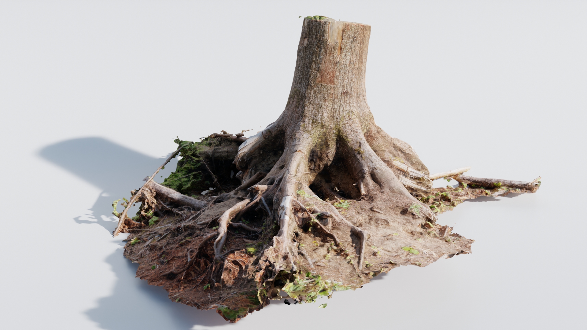 Large Tree Trunk preview image 1